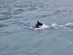Sagmatias obscurus
