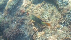 Notolabrus gymnogenis