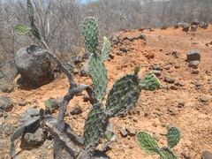 Cactaceae