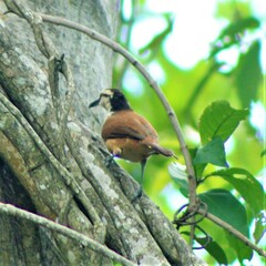 Campylorhynchus chiapensis