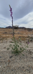 Lupinus arizonicus