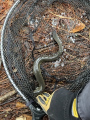 Siren intermedia