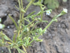 Pectocarya recurvata