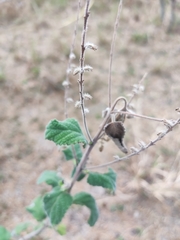 Aloysia macrostachya