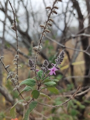 Aloysia macrostachya