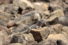 Oplurus cyclurus