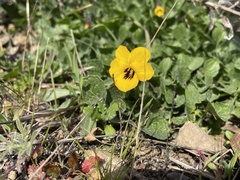 Viola pedunculata