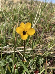 Viola pedunculata