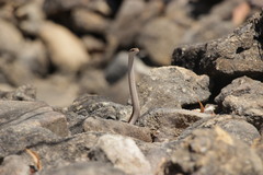 Dromicodryas bernieri