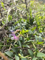 Lathyrus vestitus