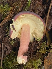 Russula lenkunya