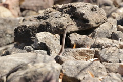 Dromicodryas bernieri