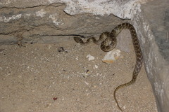 Madagascarophis colubrinus