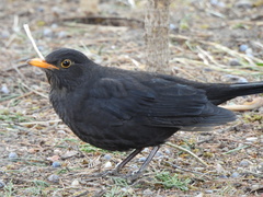 Turdus mandarinus