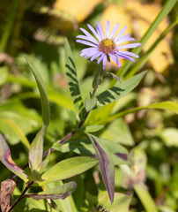 Symphyotrichum subspicatum