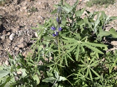 Lupinus sparsiflorus