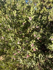 Arctostaphylos pungens