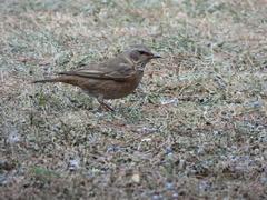 Turdus naumanni