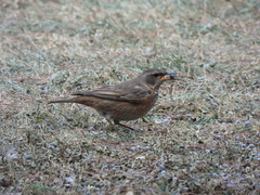 Turdus naumanni