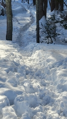 Odocoileus virginianus borealis