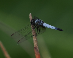 Aethriamanta gracilis