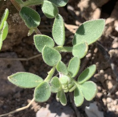 Acmispon brachycarpus