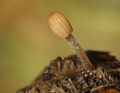 Parasola cuniculorum