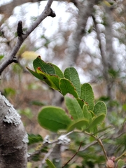 Vachellia rigidula