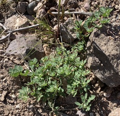 Acmispon brachycarpus