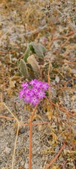 Abronia villosa