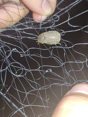 Trogidae