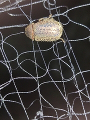 Trogidae