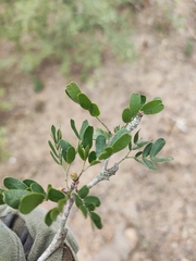 Vachellia rigidula