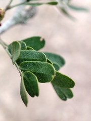 Vachellia rigidula