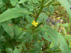 Ludwigia perennis