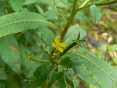 Ludwigia perennis