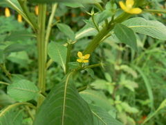 Ludwigia perennis