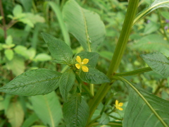 Ludwigia perennis