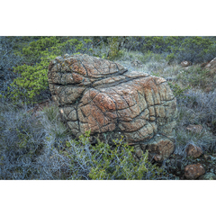 Arctostaphylos bakeri