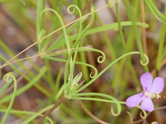 Stylidium scandens