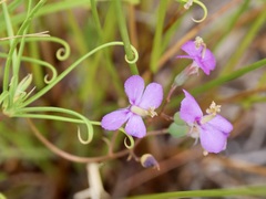 Stylidium scandens