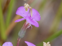 Stylidium scandens