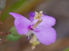 Stylidium scandens