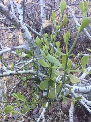 Phoradendron brachystachyum