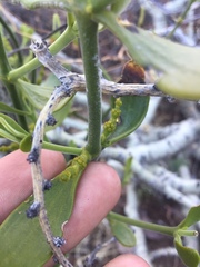 Phoradendron brachystachyum