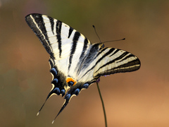 Iphiclides podalirius