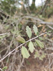 Aloysia gratissima