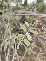 Aloysia gratissima