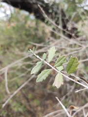 Aloysia gratissima