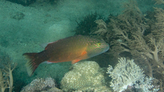 Oxycheilinus digramma